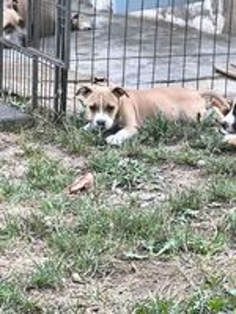   ? CHIOTS AMERICAN STAFFORDSHIRE TERRIER ? LOF ? DISPONIBLES 