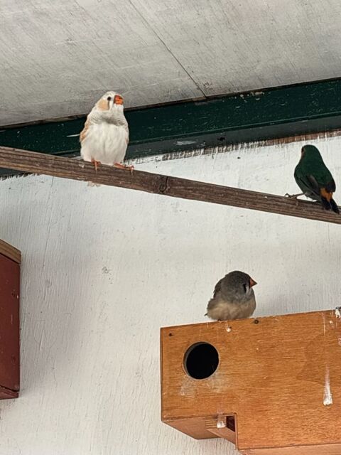 Mandarin 5 49120 Chemill�