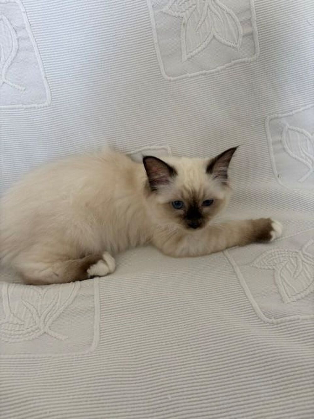   Les chatons Sacré de Birmanie 