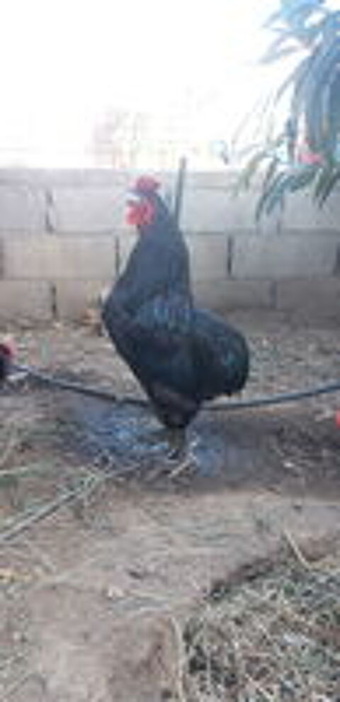   Coq X araucana  