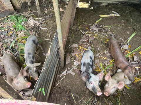 Cochons 97129 Lamentin