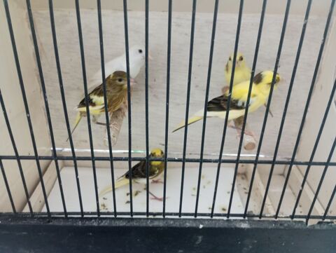 Canaris razas 
60 26350 Crépol