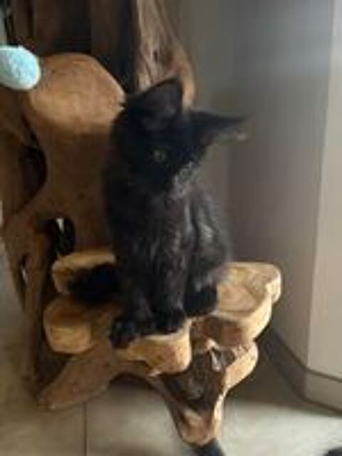  Chaton Maine Coon polydactyle 