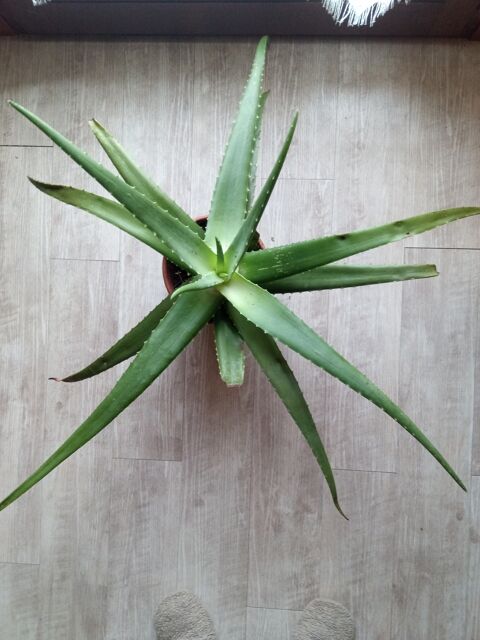 Plante Grand Alo vra 105 cm de large 12 Saunay (37)