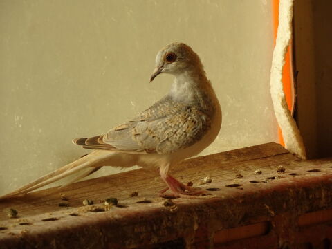 colombes diamant 5 83390 Cuers