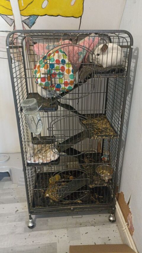3 Chinchillas avec Cage 400 59510 Hem