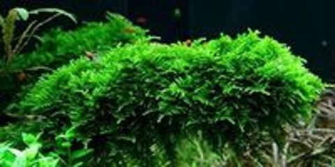   Une portion Mousse de Java Christmas moss 