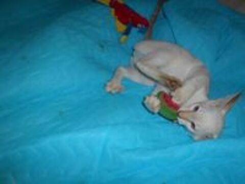   adorable   petite  siamoise 