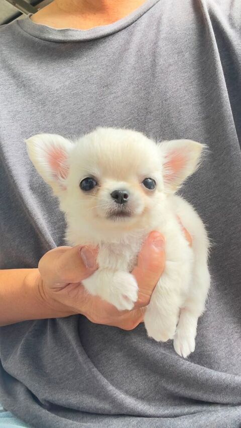 Magnifiques chiots Chihuahua Long poils 430 33000 Bordeaux
