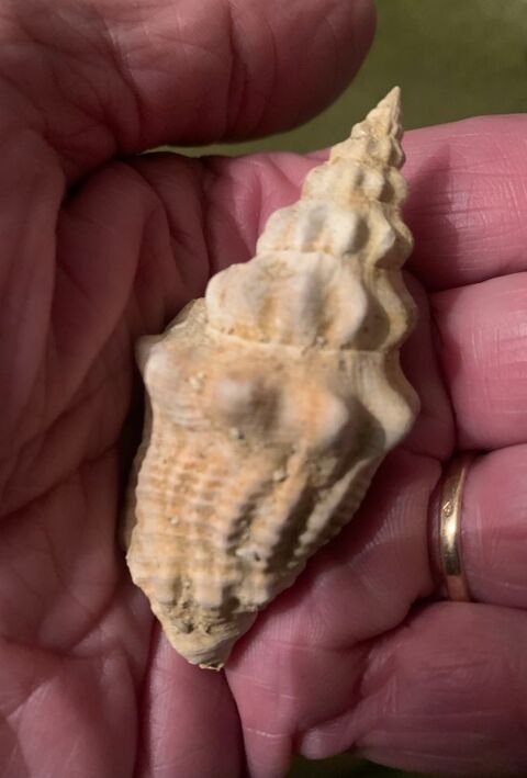 RECHERCHE FOSSILES du RUPELIEN de GAAS 0 Paris 3 (75)