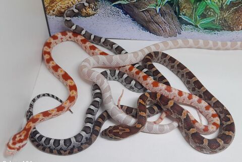 Pantherophis guttatus
0 43200 Le pertuis