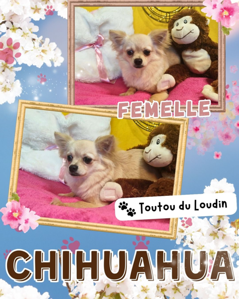 Chiot chihuahua femelle poils longs 600 18140 Pr�cy