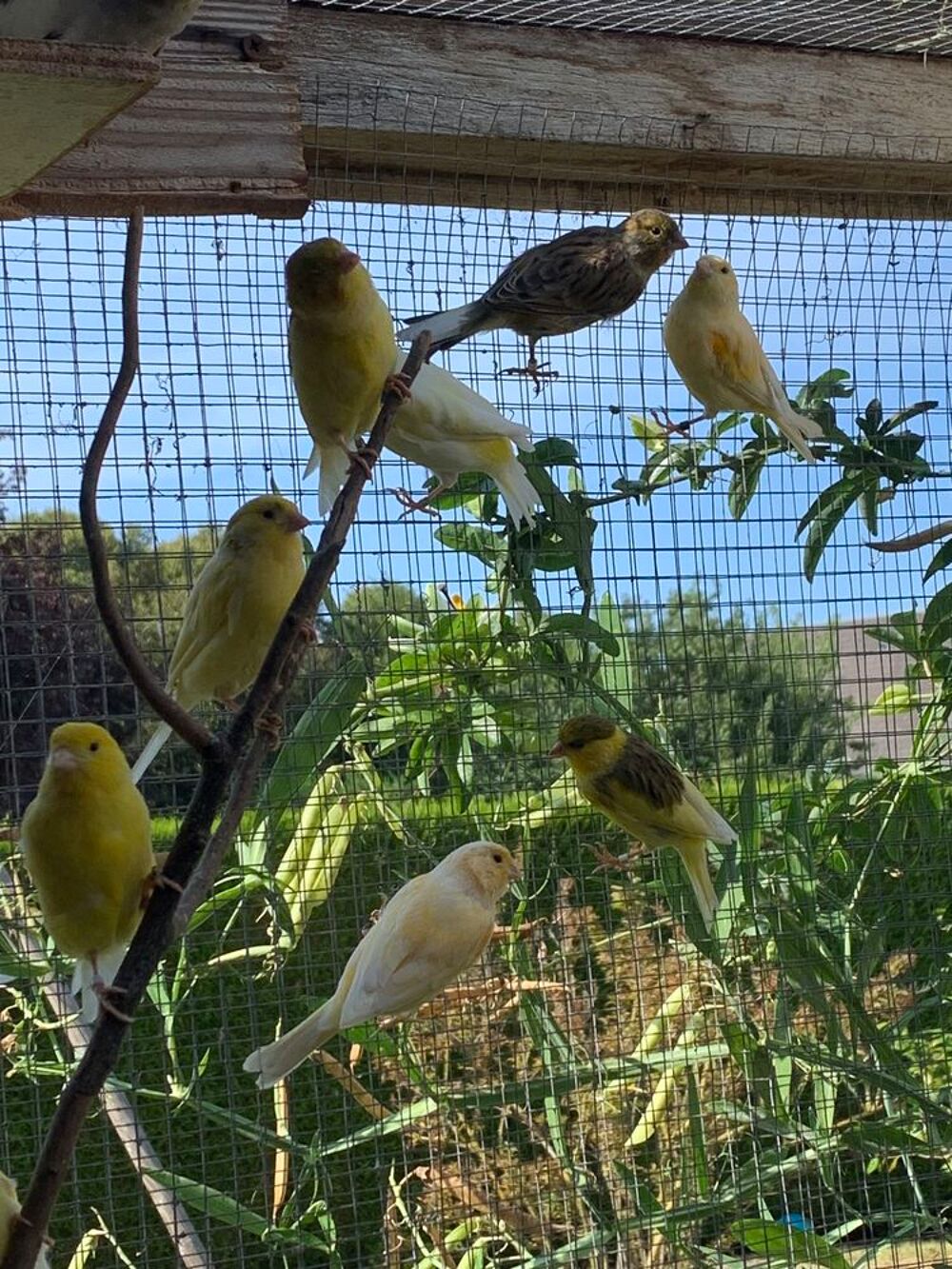   Canaris  