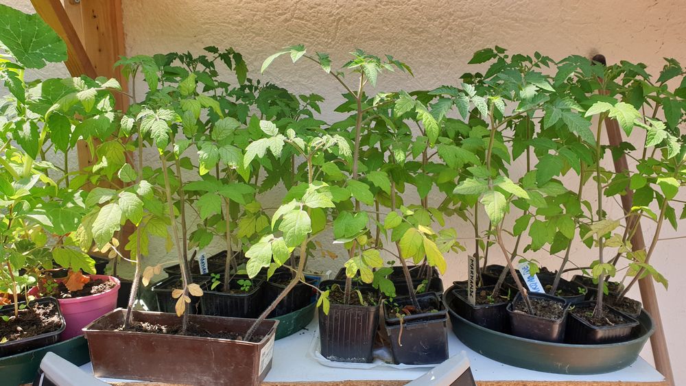 plants de tomates coeur de boeuf et marmandes Jardin