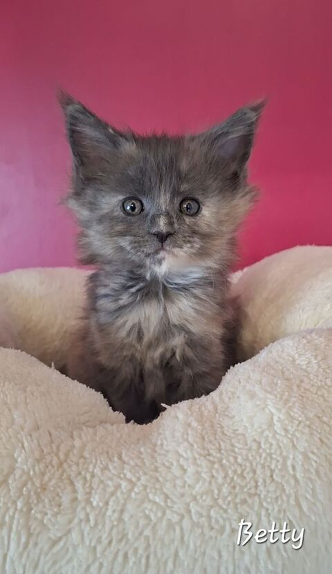 Chaton Maine coon Loof 1400 77130 Cannes-�cluse