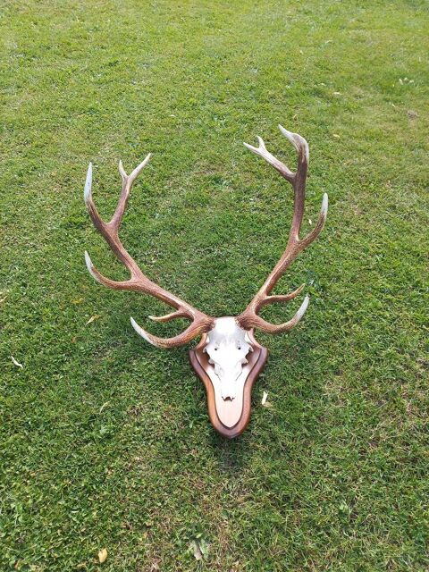bois de cerf 14 cor 700 67140 Le hohwald