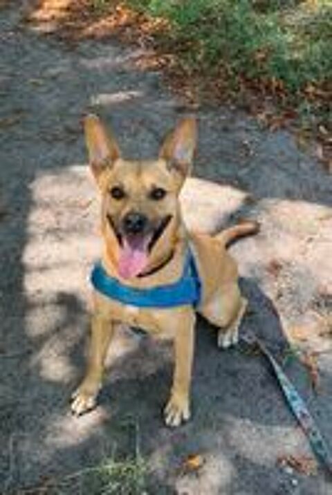   A L'ADOPTION KORA 