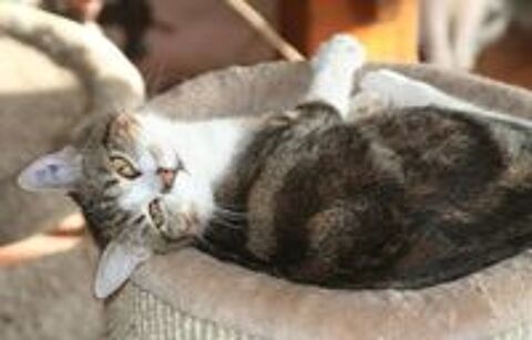   ESPOIR FEMELLE  SENIOR TIGRE BLANC 11 ANS 