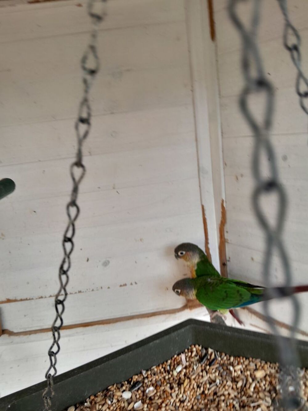   Conure pyrruha  