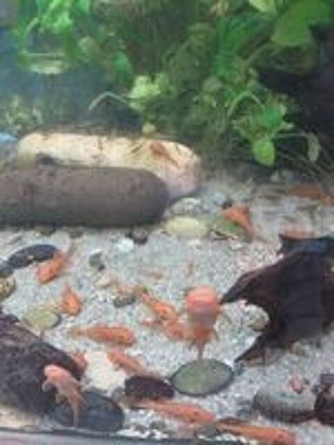   Ancistrus LDA16 super red  