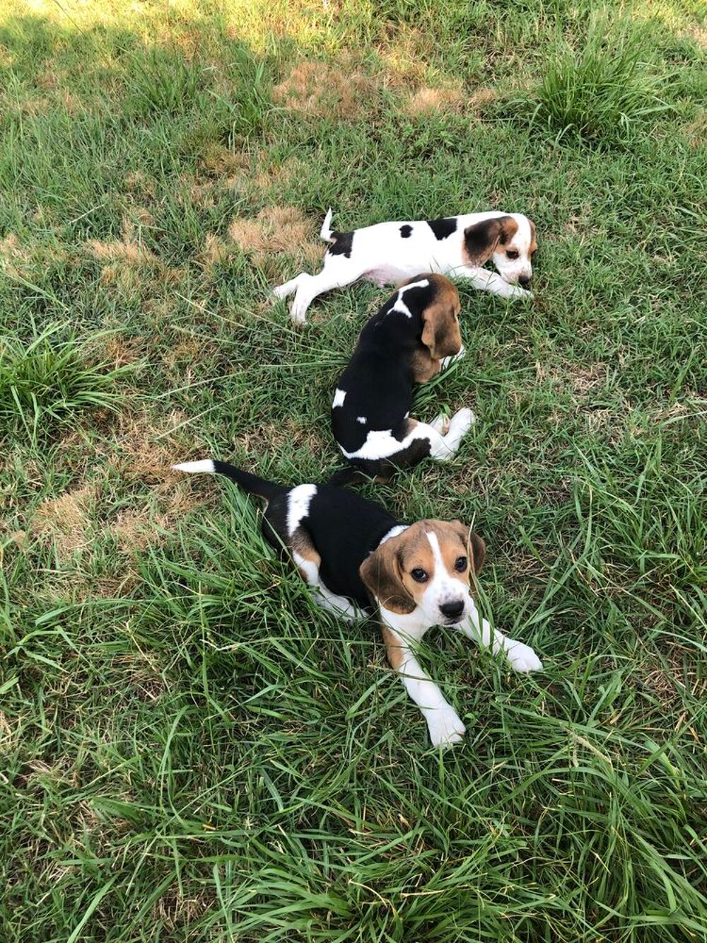   Adorables chiots Beagle Tricolore mâles  
