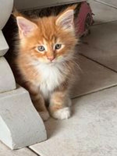   Magnifiques baby's Maine Coon 