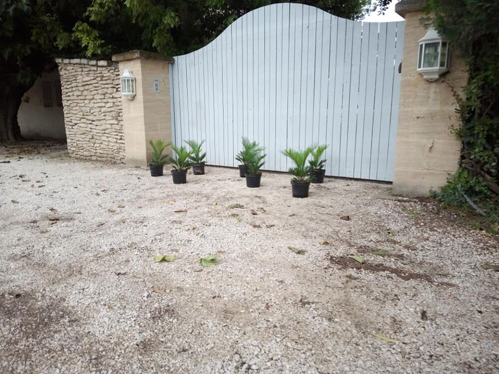 Cycas 'Revoluta' : Une plante de l'&acirc;ge des dinosaures ??? Jardin