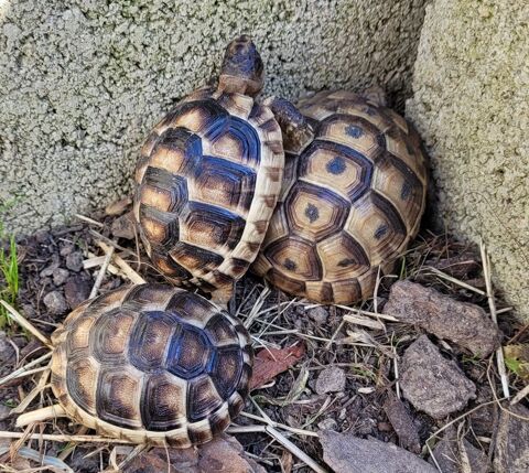 RECHERCHE TORTUES FEMELLES ADULTES 0 31700 Blagnac