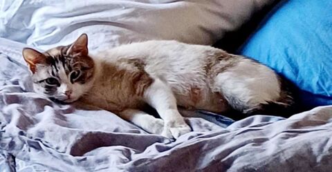 DAISY 285 91310 Longpont-sur-orge