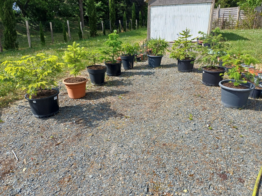 Epic&eacute;a de Norv&egrave;ge en pot Jardin