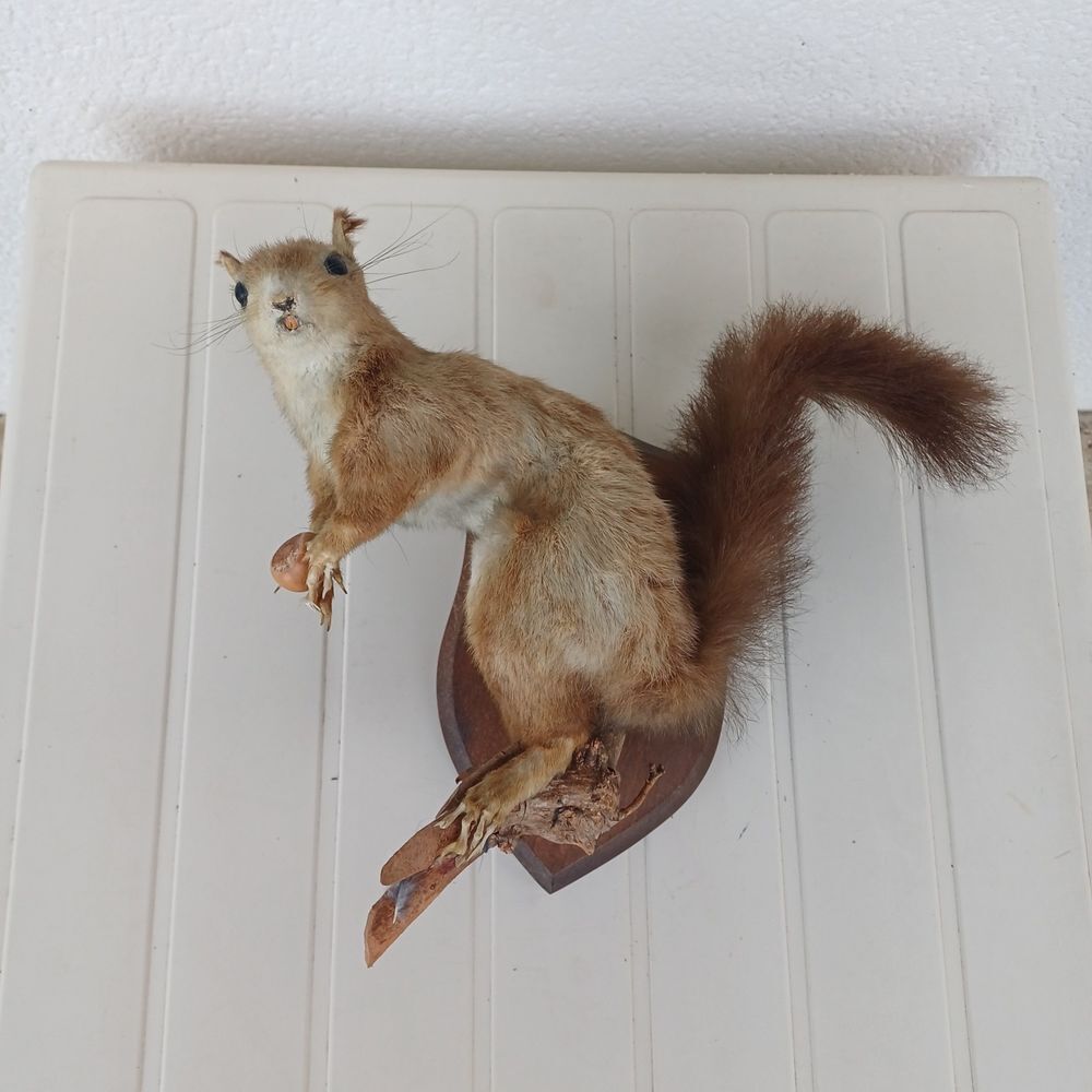 taxidermie ampaille &eacute;cureuil Décoration