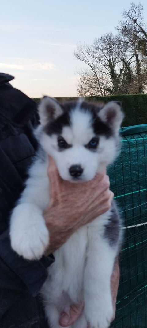 Chiots Huskys  renseignements au 0650891761 600 33860 Marcillac