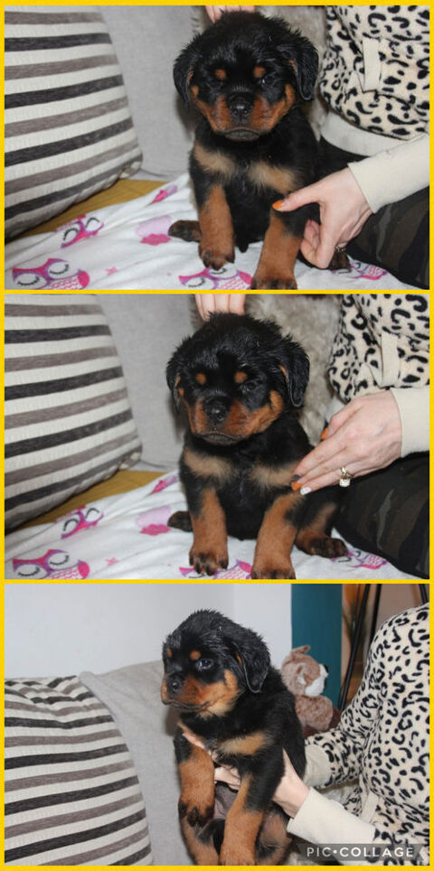 Chiot Rottweiler LOF 1500 24100 Bergerac