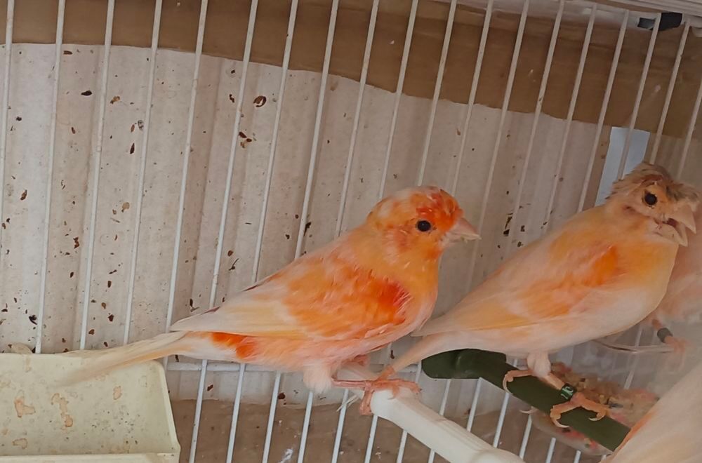   Deux Couple canari 77 