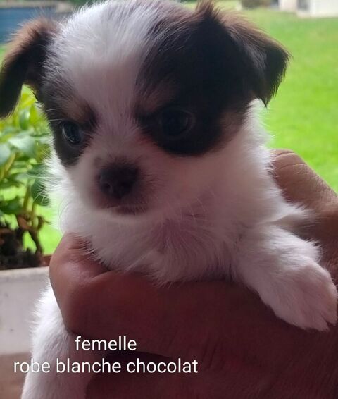 Chiots chihuahua poils longs 
Femelles et 1 m&acirc;le  900 56800 Ploërmel