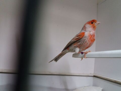 Canaris couleur M&acirc;les ann&eacute;e 2025
35 25000 Besan�on