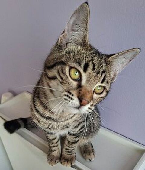 LUKE CHATON TIGRE 6 MOIS 225 92260 Fontenay-aux-roses