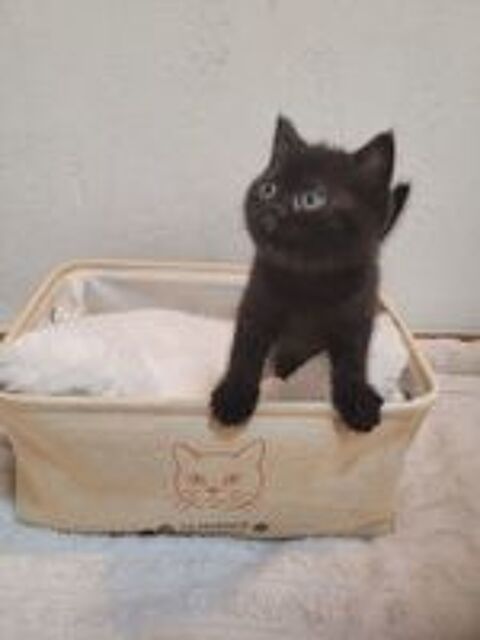   Chaton british shorthair LOOF  
