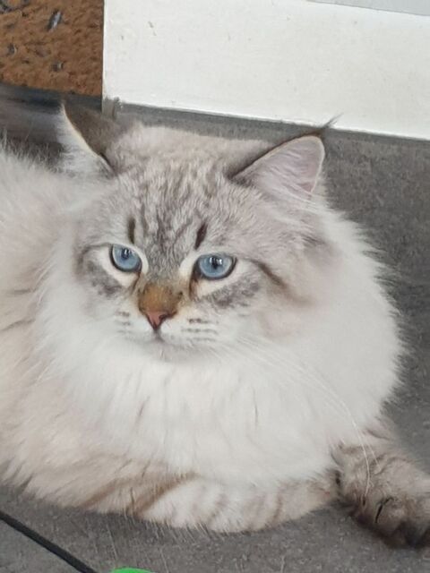 Mâle sibérien disponible pour saillie 500 35540 Miniac-morvan