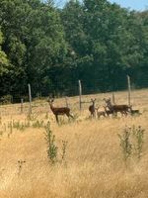   CERF et biche environs 11 animaux 