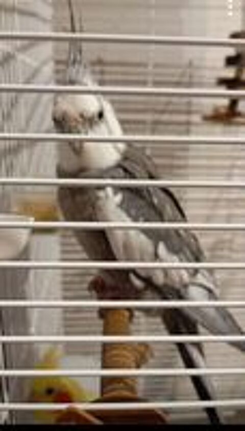   Couple de calopsittes avec la cage  