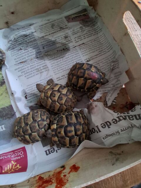 Bb tortues 40 82100 Lafitte