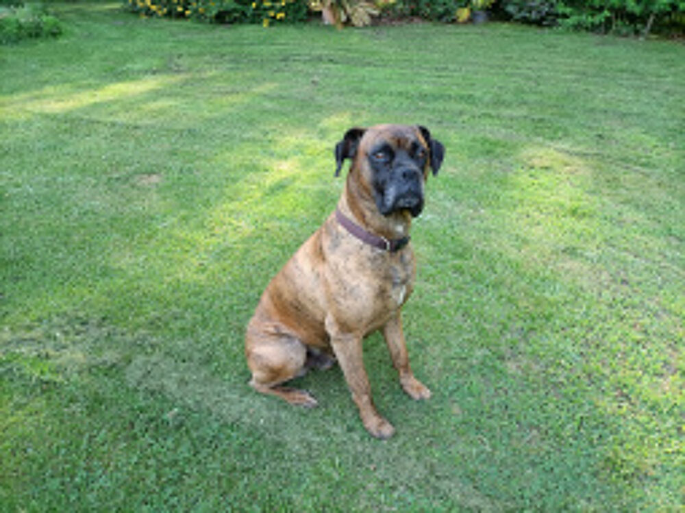   Boxer bring pour saillie 