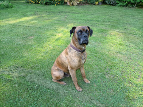 Boxer bringé pour saillie 0 40000 Mont-de-marsan