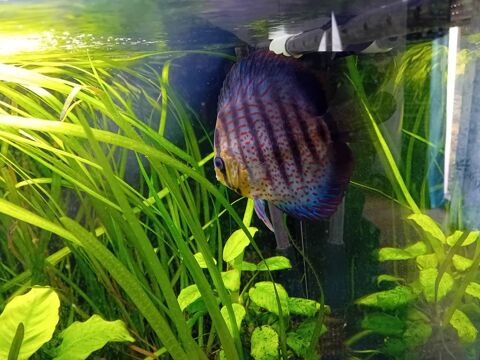 Dispo 2 discus turquoise rouge 40 56140 R�miniac