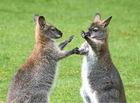 accueil et recherche des animaux( watusi/ wallaby/ zébu? 1 35890 Bourg-des-comptes