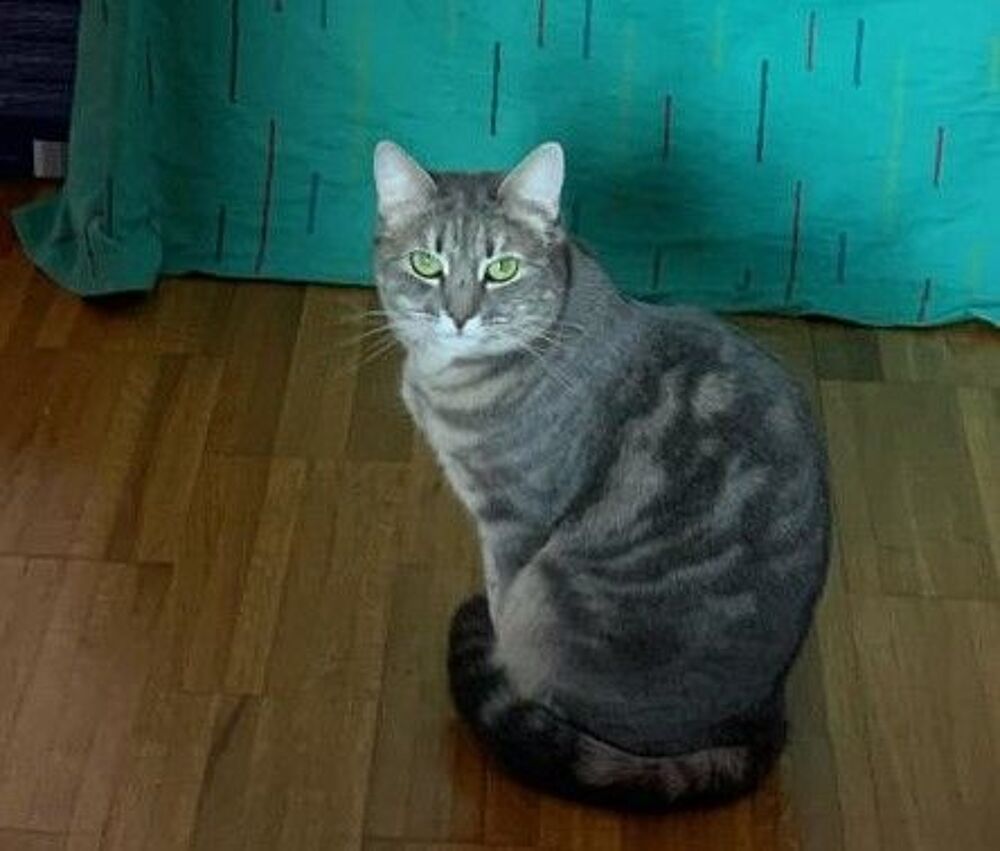   Maddy, jolie minette de 2 ans 