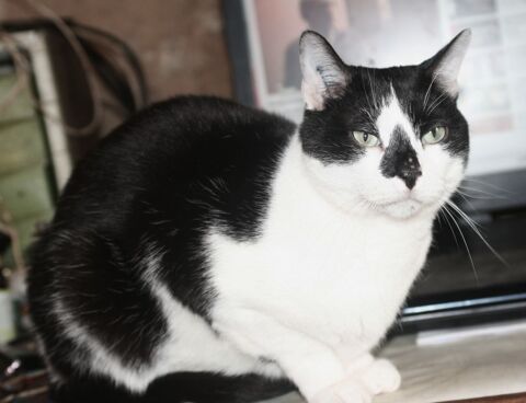 LILO CHAT NOIR & BLANC 5 ANS 1/2 195 92260 Fontenay-aux-roses
