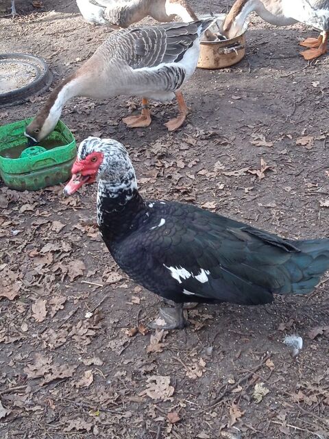 canards +coqs de ra&ccedil;e 25 60270 Gouvieux