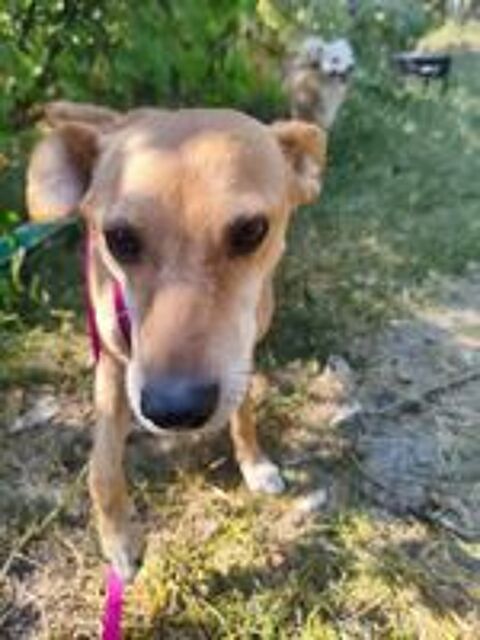   A L'ADOPTION POLYA 